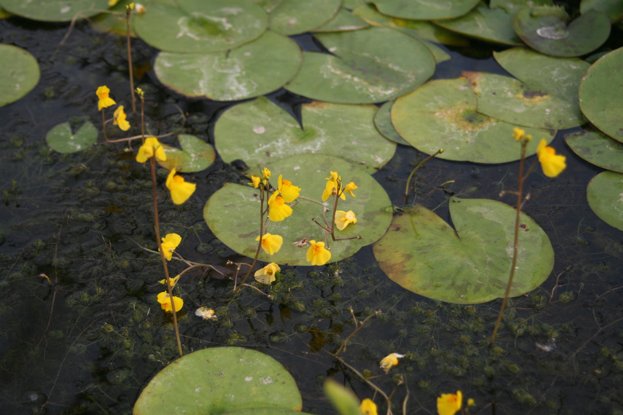 Utricularia-vulgaris-204056c0c782d247f