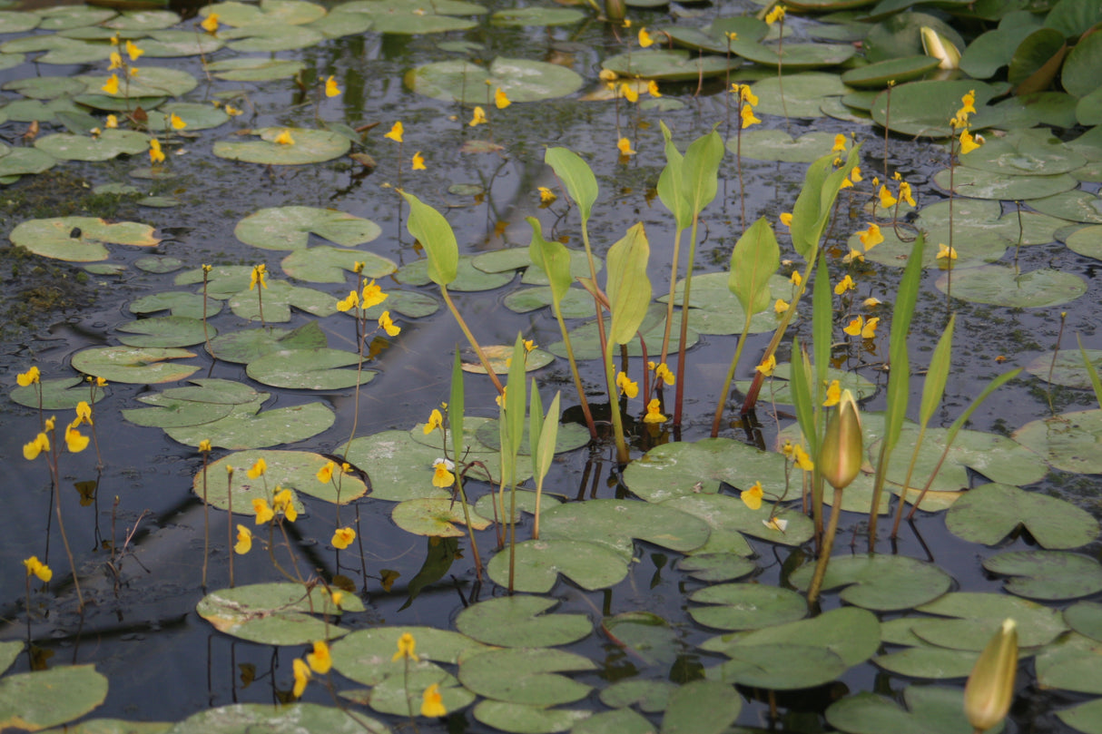 Utricularia-vulgaris-204456c0c746e07ce