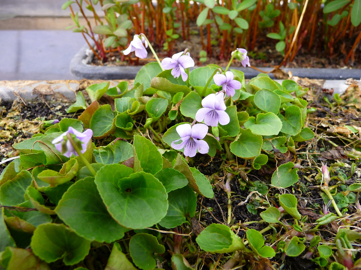 Viola-palustris-096