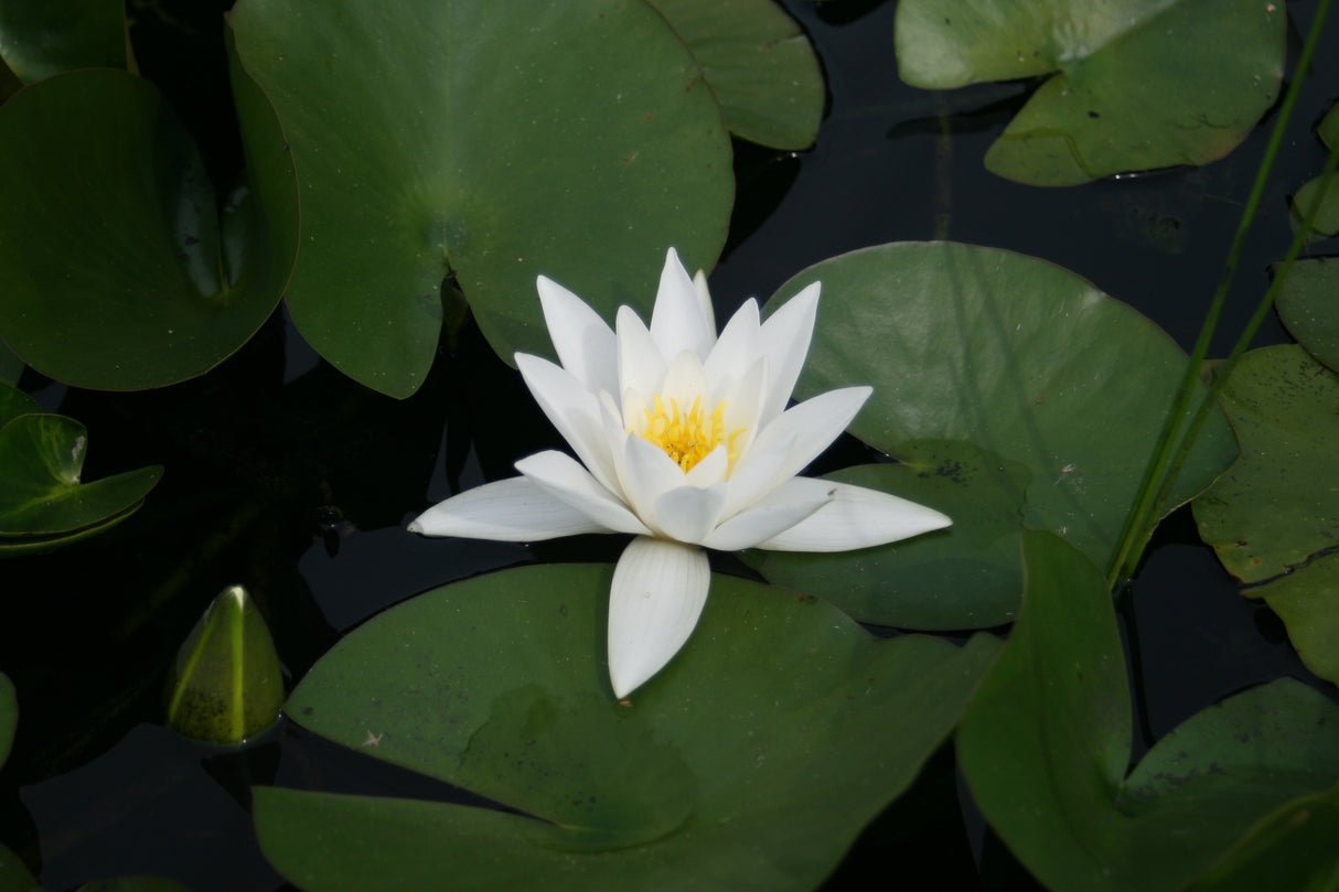 albatros-836254790bd10ac2f