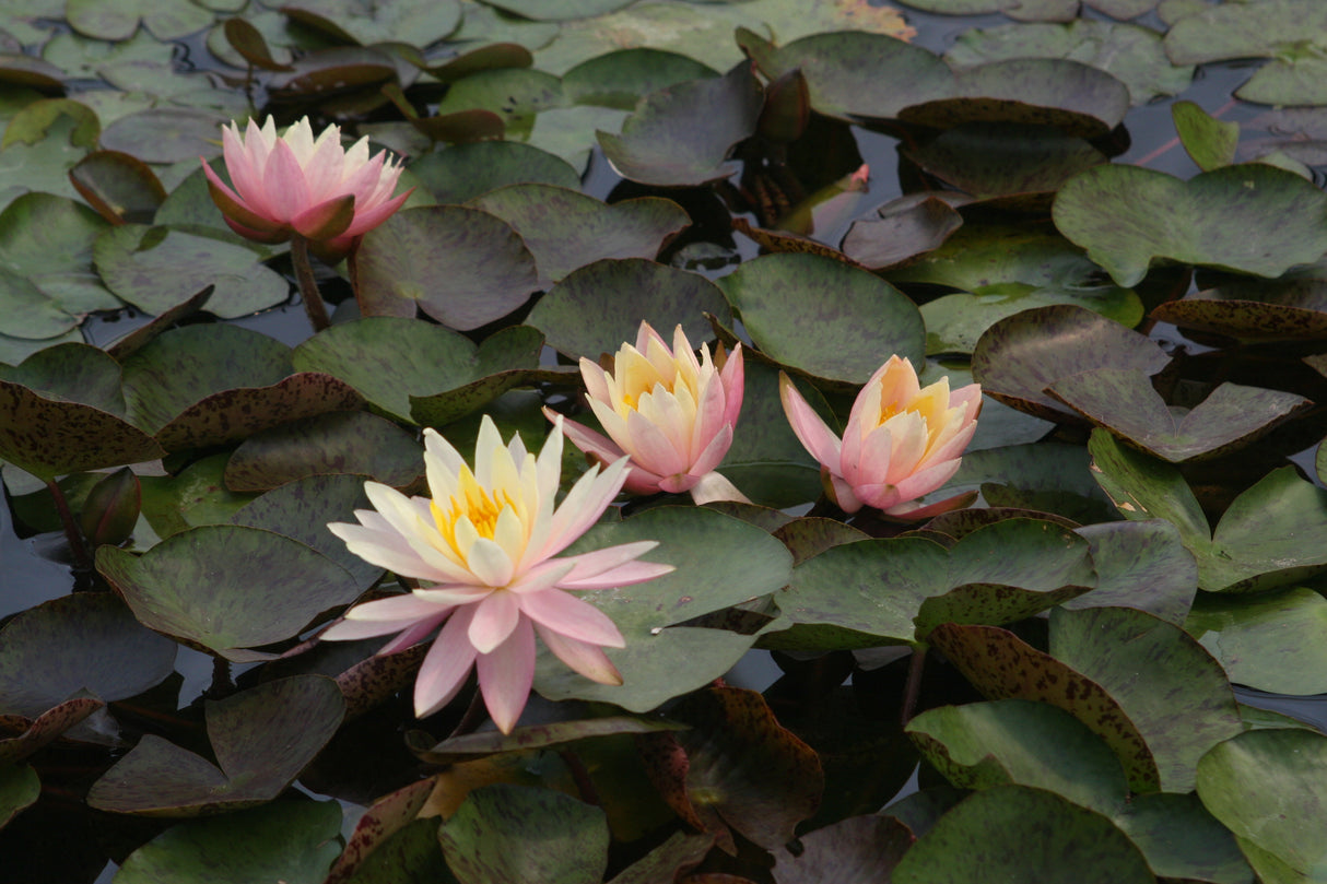 barbara-dobbins-9811