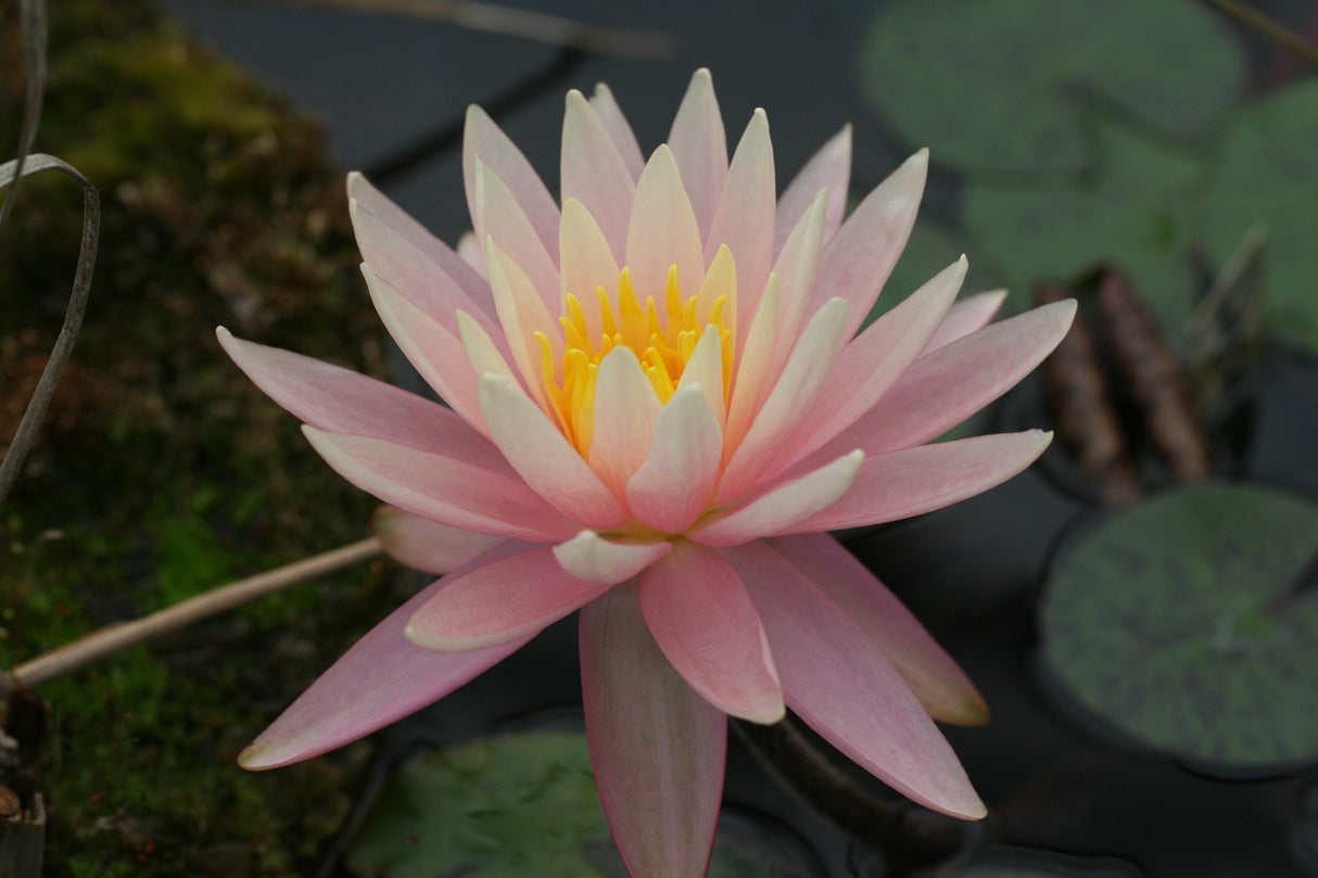 barbara-dobbins_1047