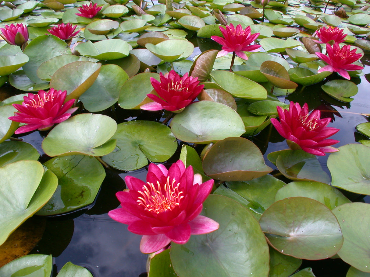 burgundy-princess-041