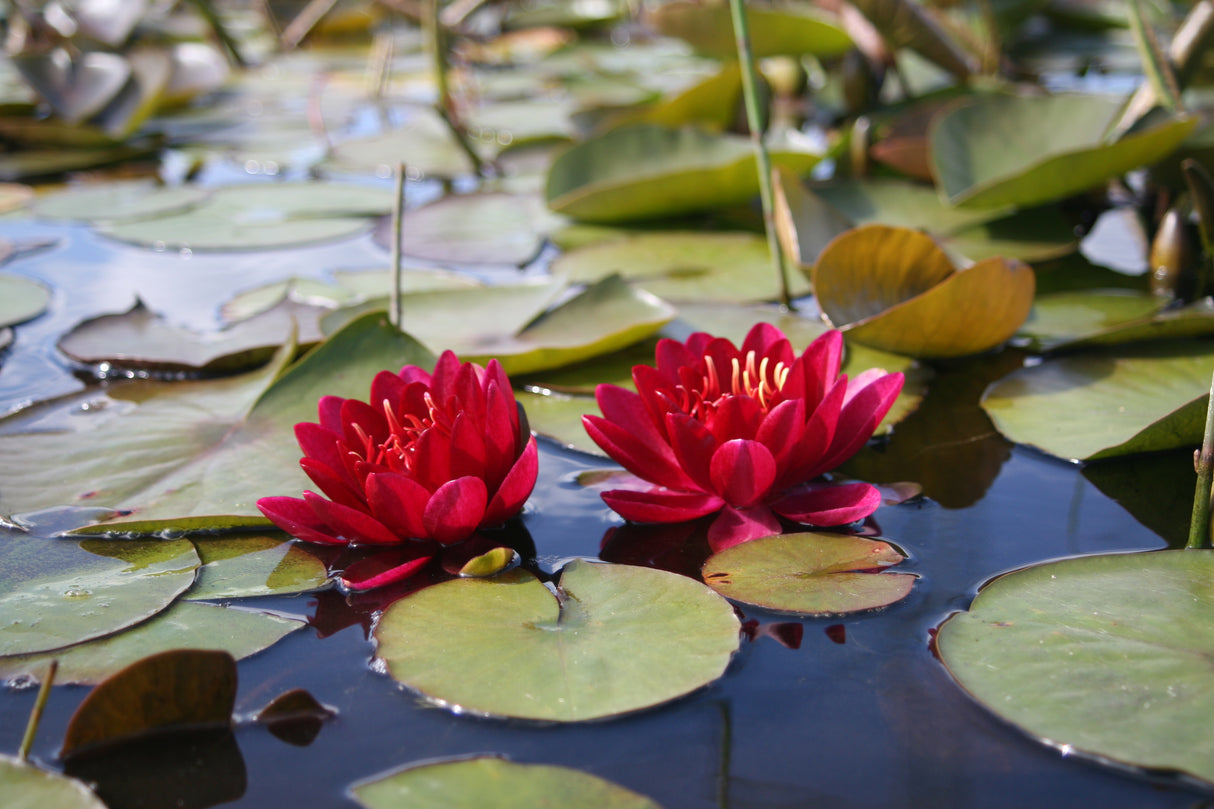 burgundy-princess-9413