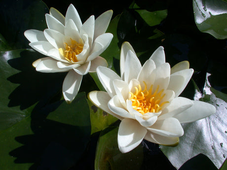 candidissima-036