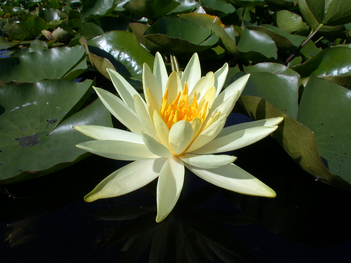 colonel-a-j-welch-105