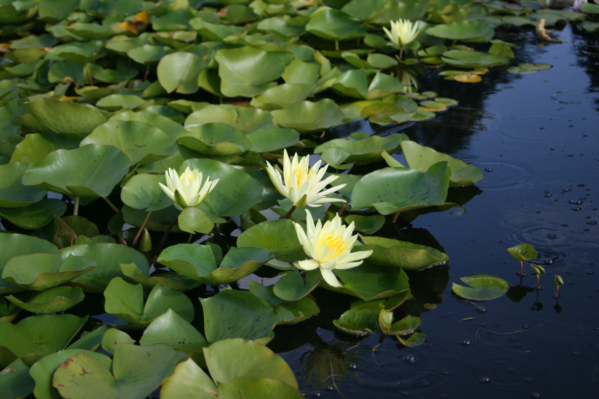 colonel-a-j-welch-8632