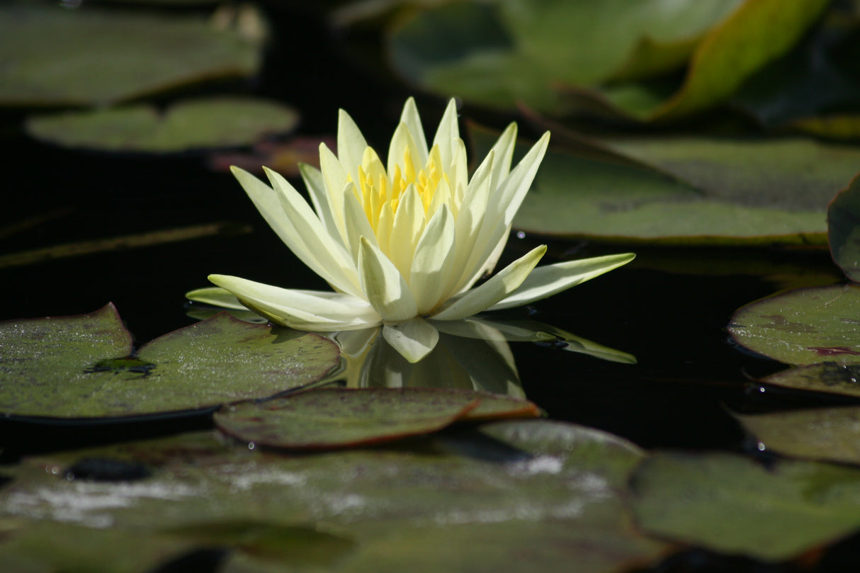 colonel-a-j-welch-9431