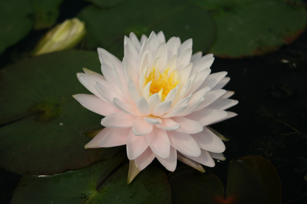 gloire-du-temple-sur-lot-4842