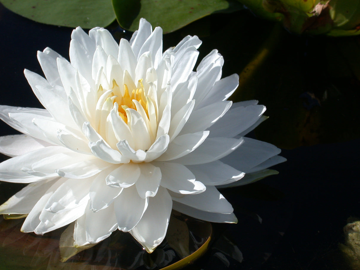 gloire-du-temple-sur-lot-snowball-59