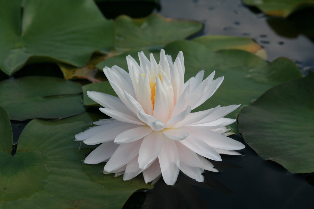 gloire-du-temple-sur-lot_0663