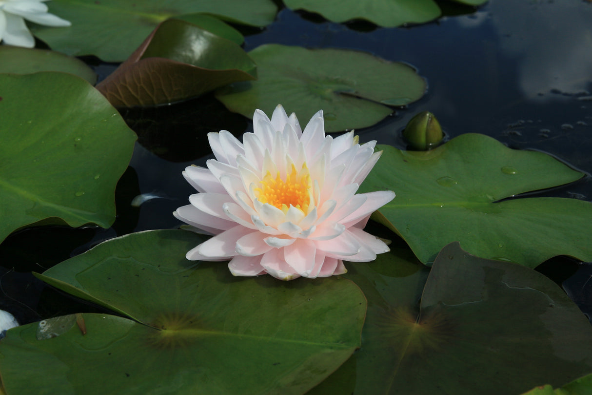 gloire-du-temple-sur-lot_0666