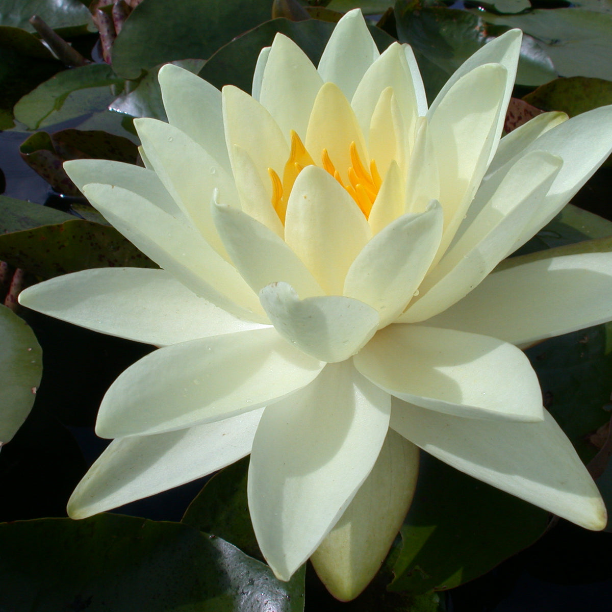 Nymphaea 'Gold Medal' Seerosensorten