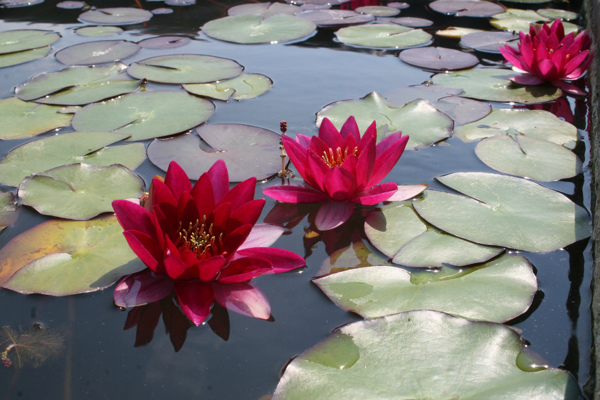 laydekeri-fulgens_2276