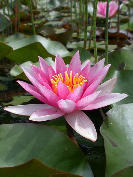 laydekeri-lilacea-029