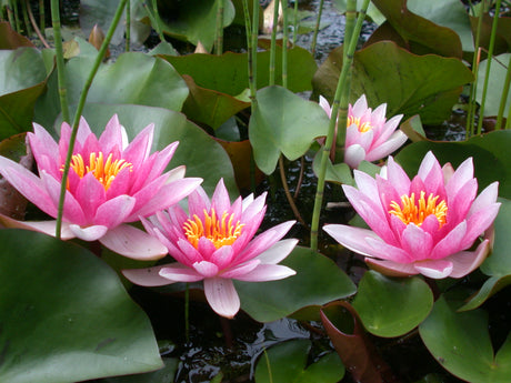 laydekeri-lilacea-037