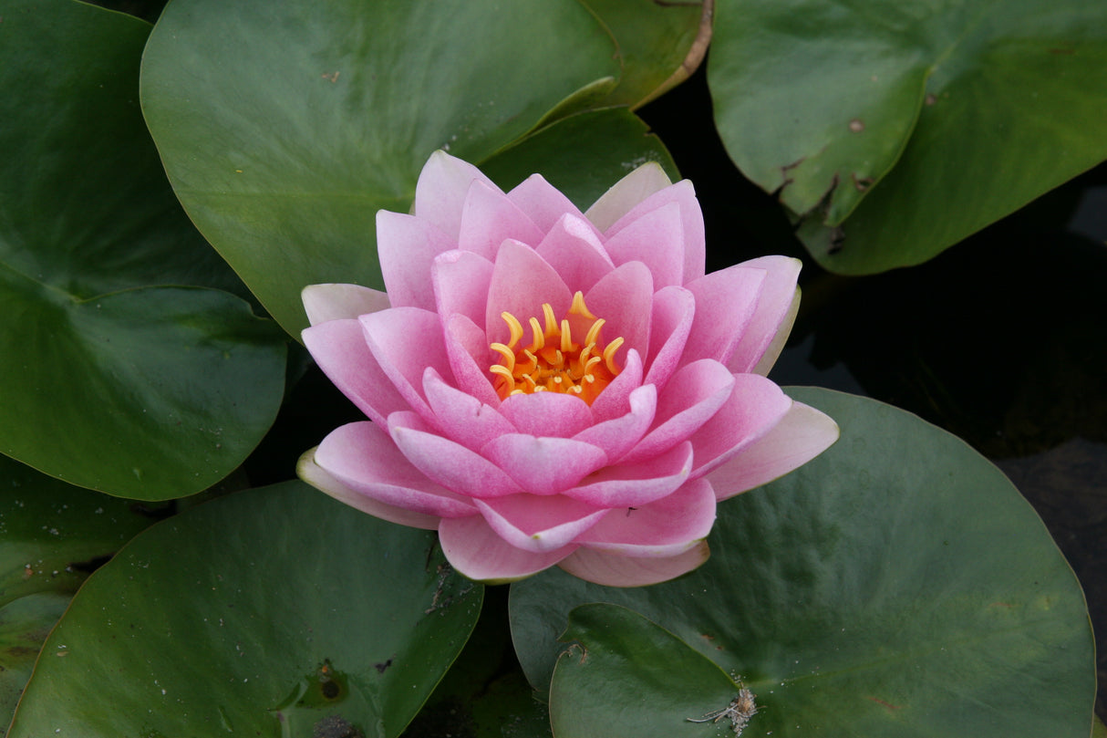 madame-wilfron-gonnere_0202