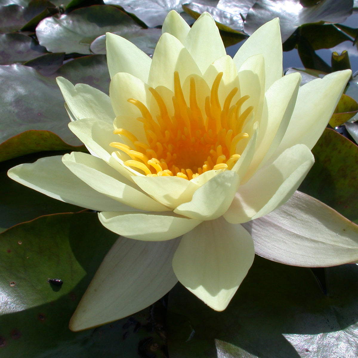 Nymphaea 'Marliacea Chromatella' Seerosensorten
