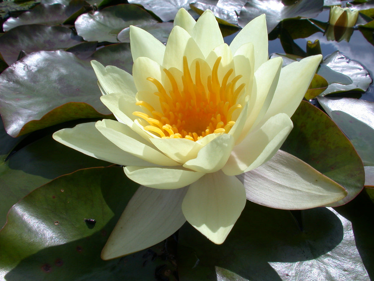 marliacea-chromatella-044