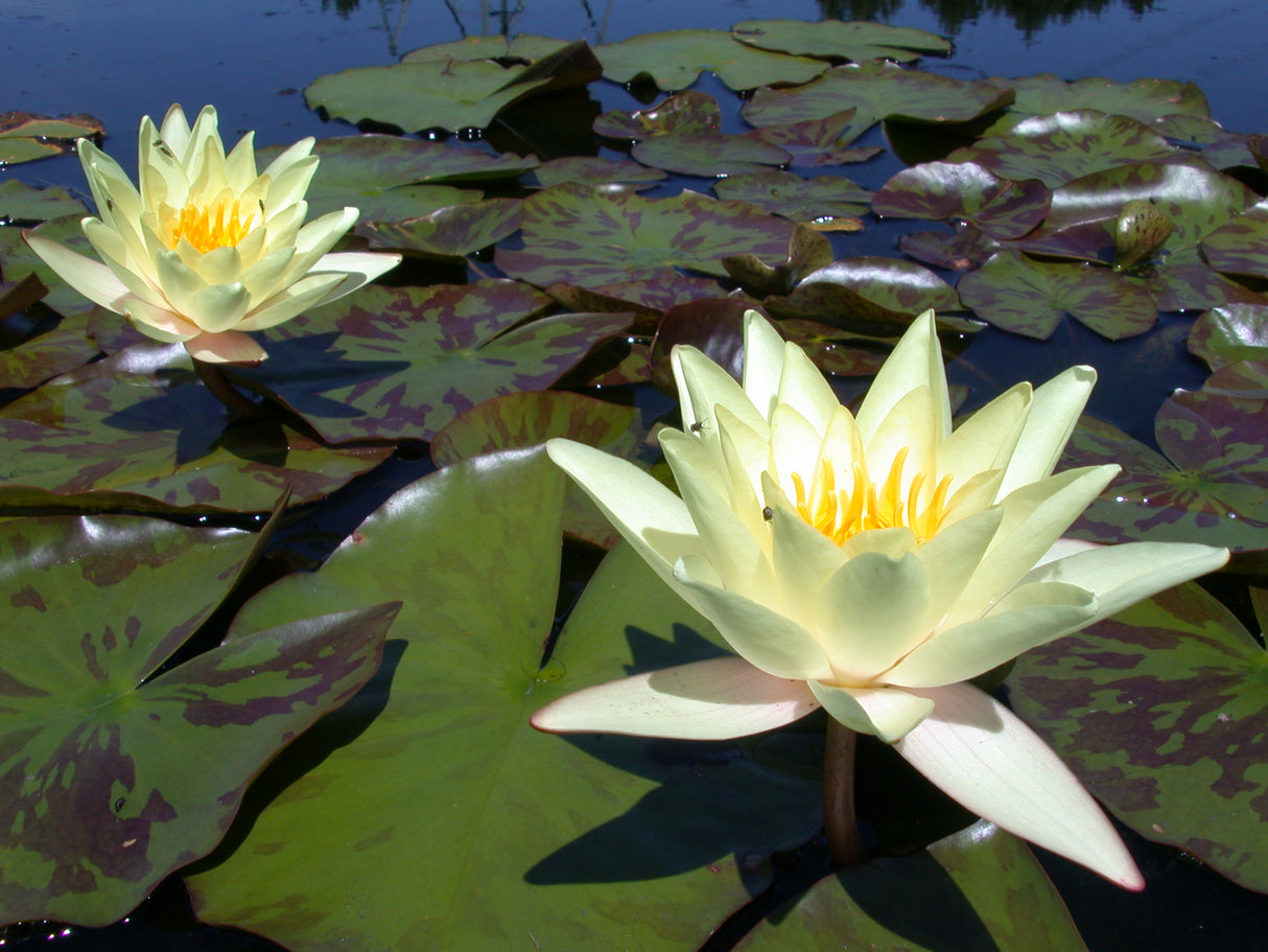 marliacea-chromatella-098