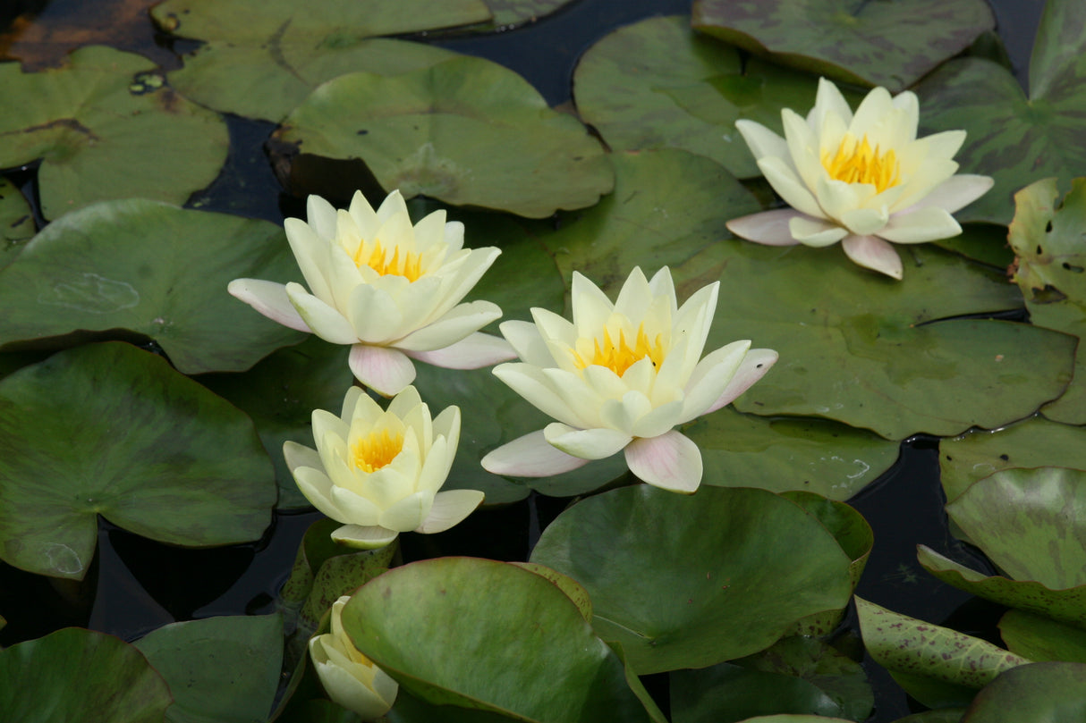 marliacea-chromatella_0206