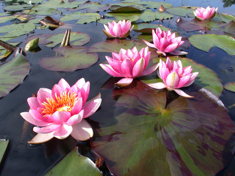 maurice-laydeker-093