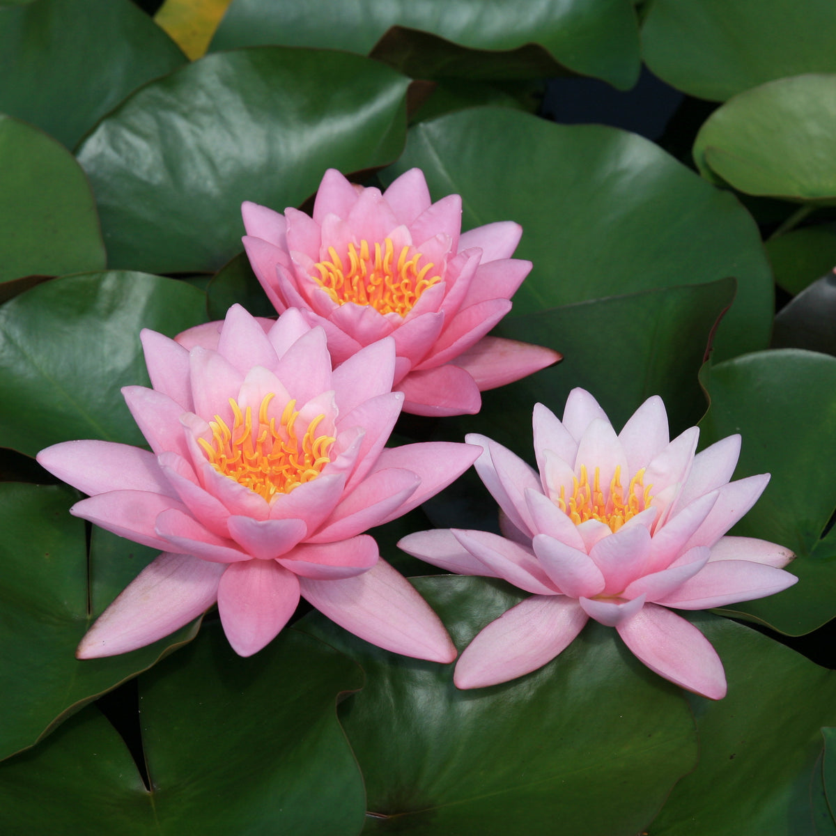 Nymphaea 'Norma Gedye' – Seerosensorten