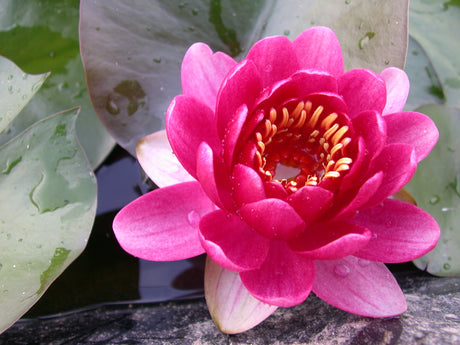 perry-s-baby-red-022