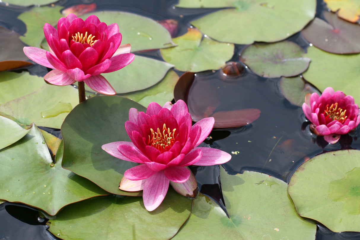 perry-s-baby-red_0174