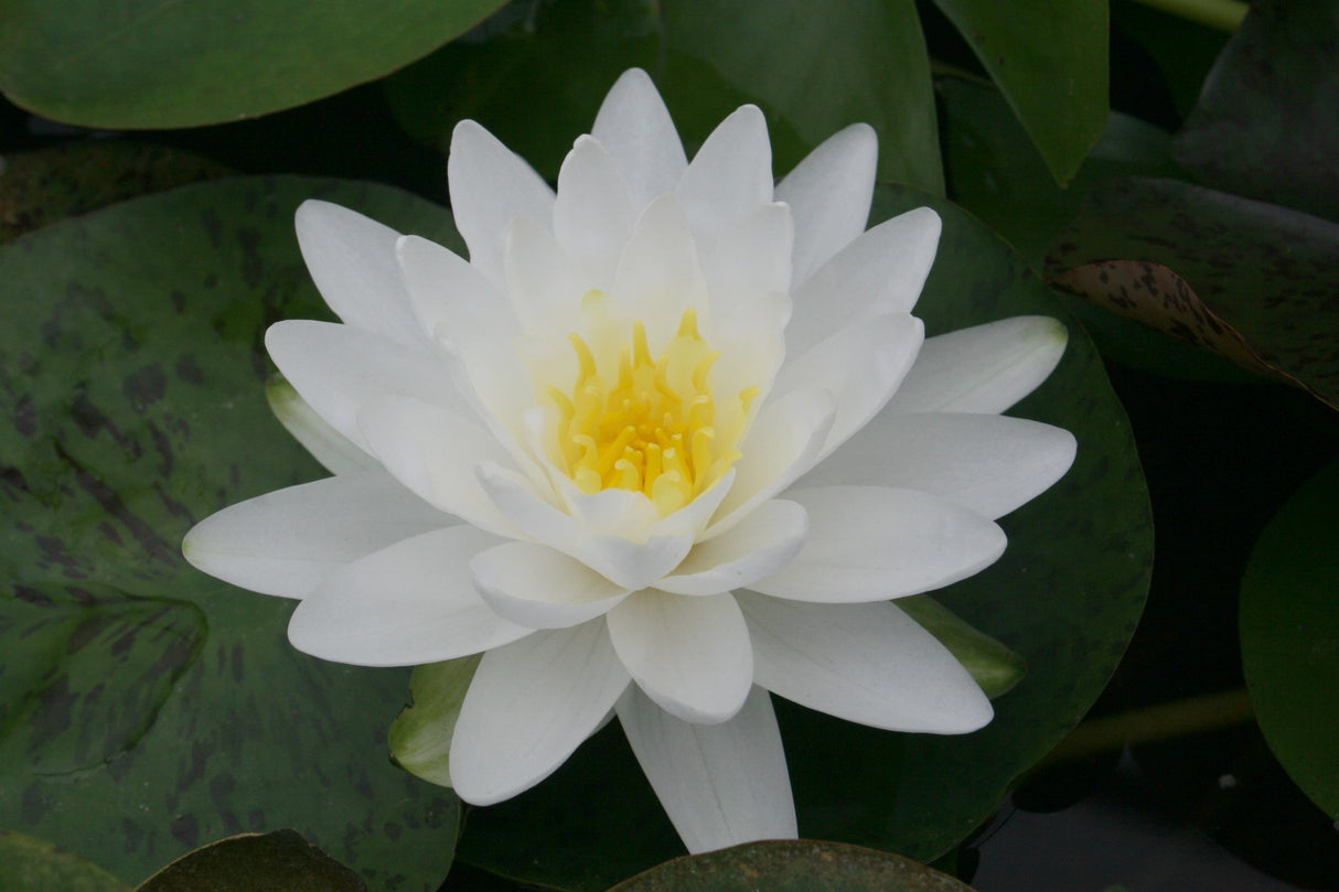 perry-s-double-white-2058