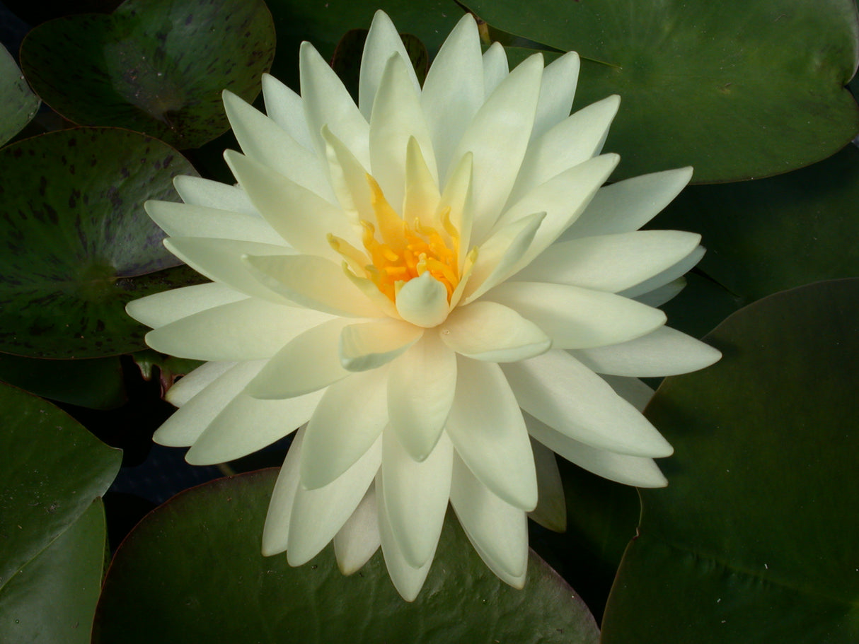 perry-s-double-yellow-002