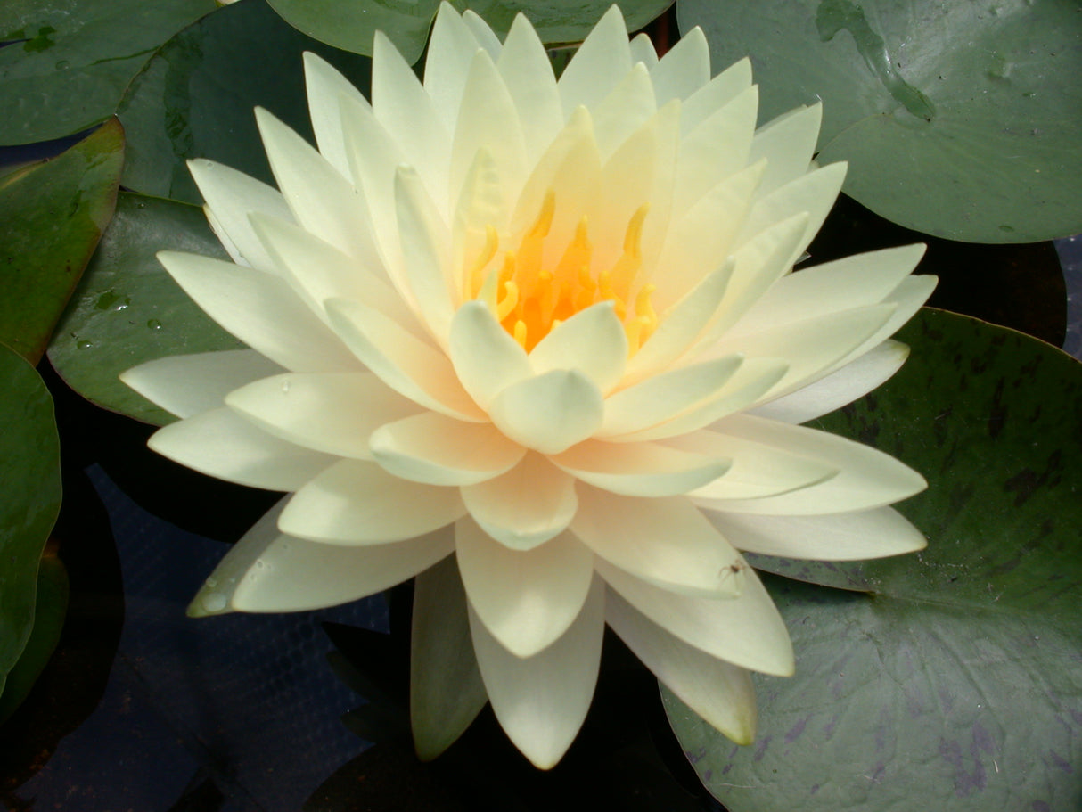 perry-s-double-yellow-004