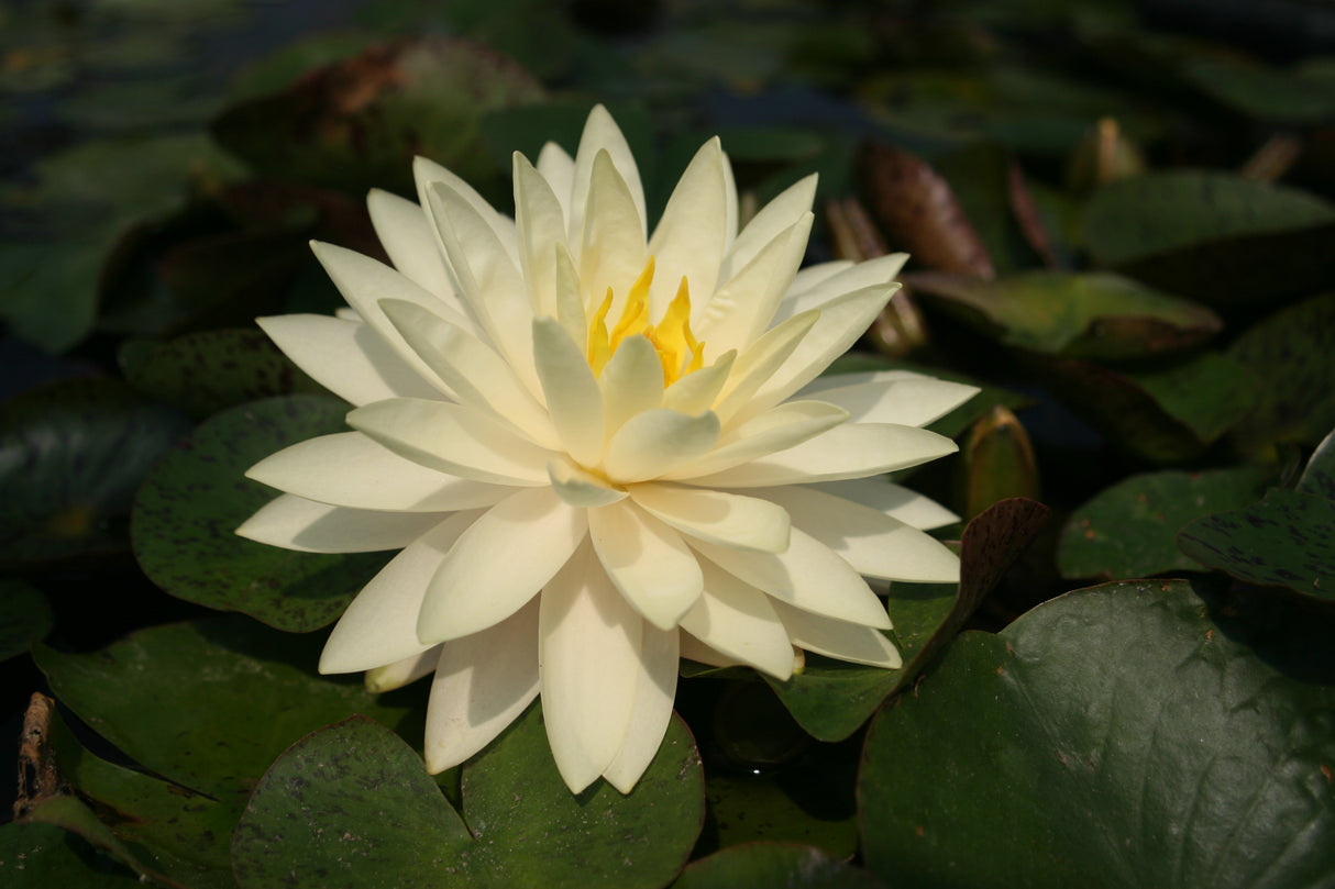 perry-s-double-yellow-6990