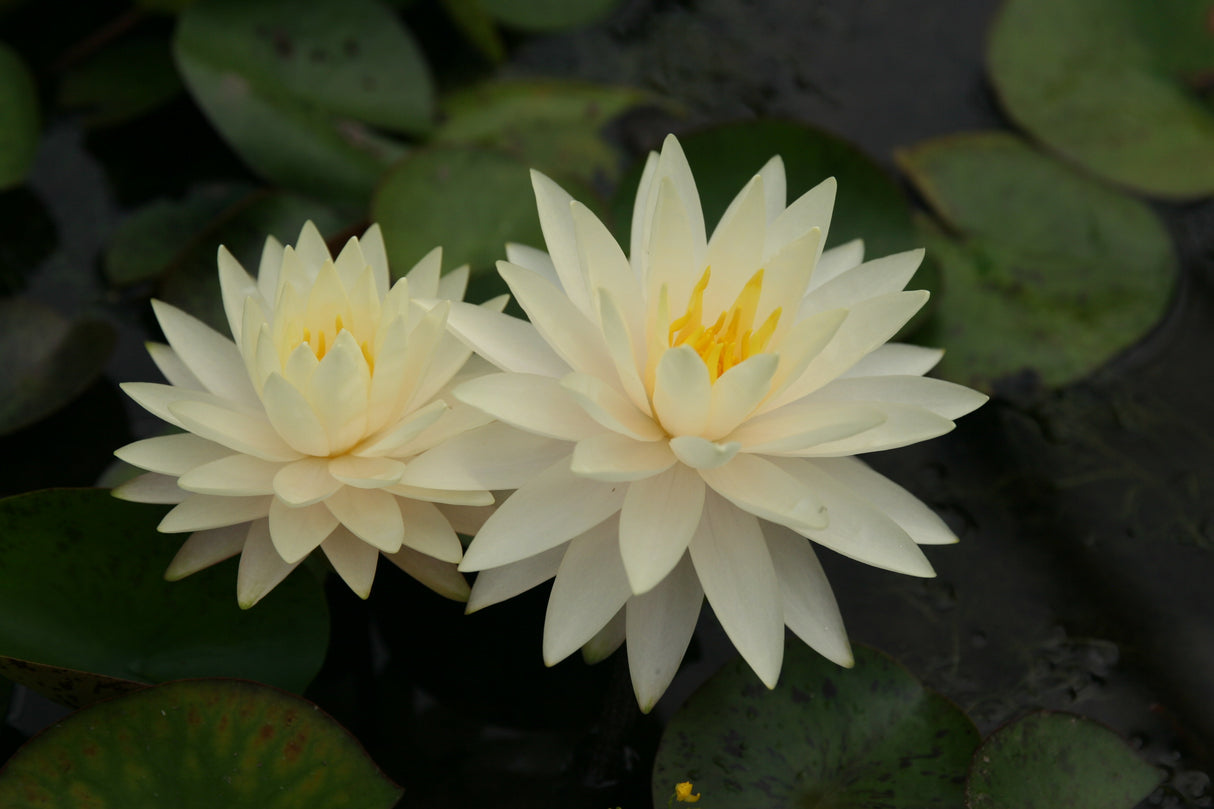 perry-s-double-yellow_0300