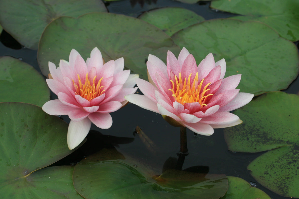 perry-s-pink-bicolor-8115