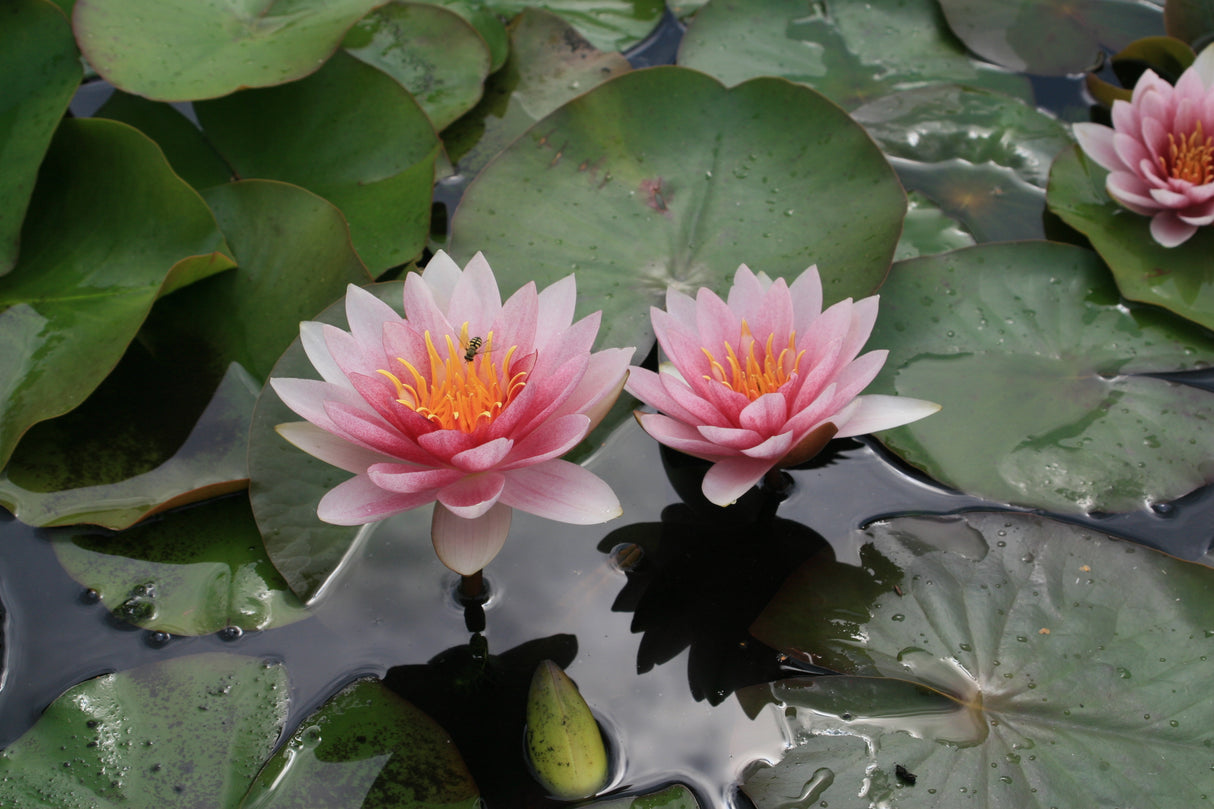 perry-s-pink-bicolor-8117