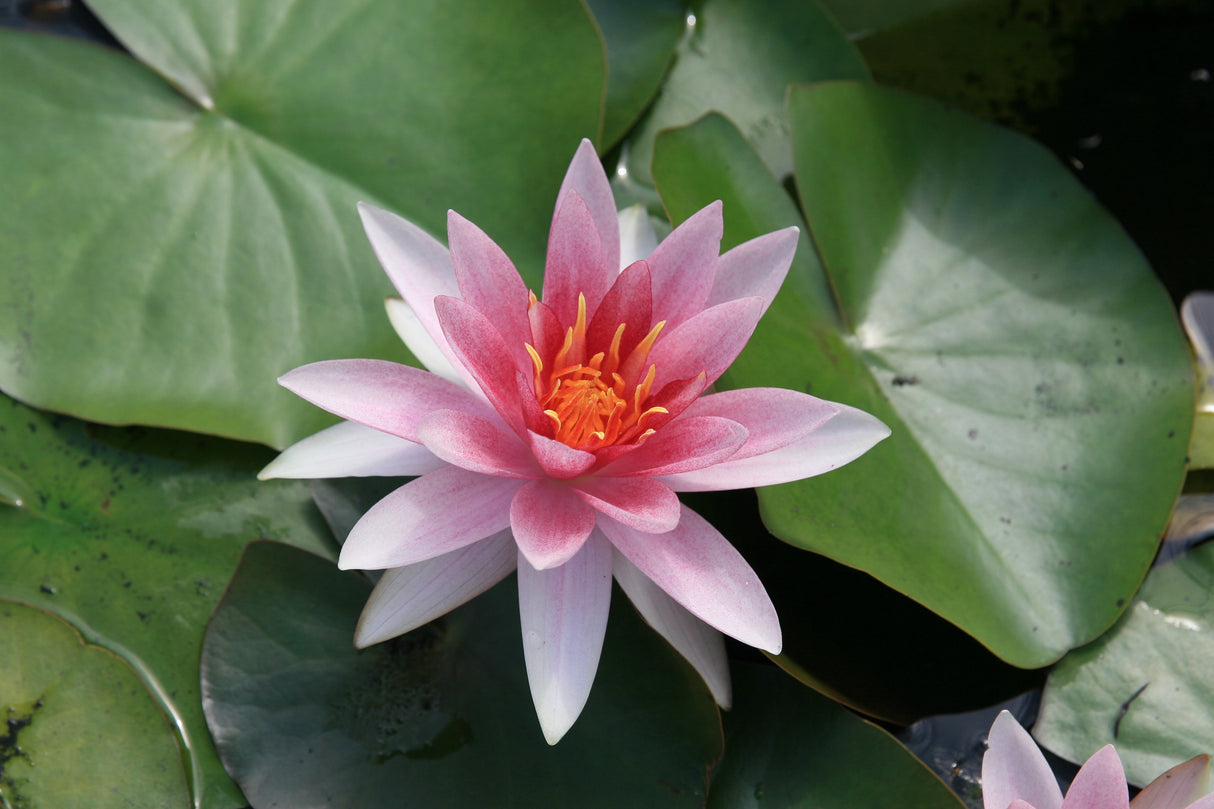 perry-s-pink-bicolor_0659