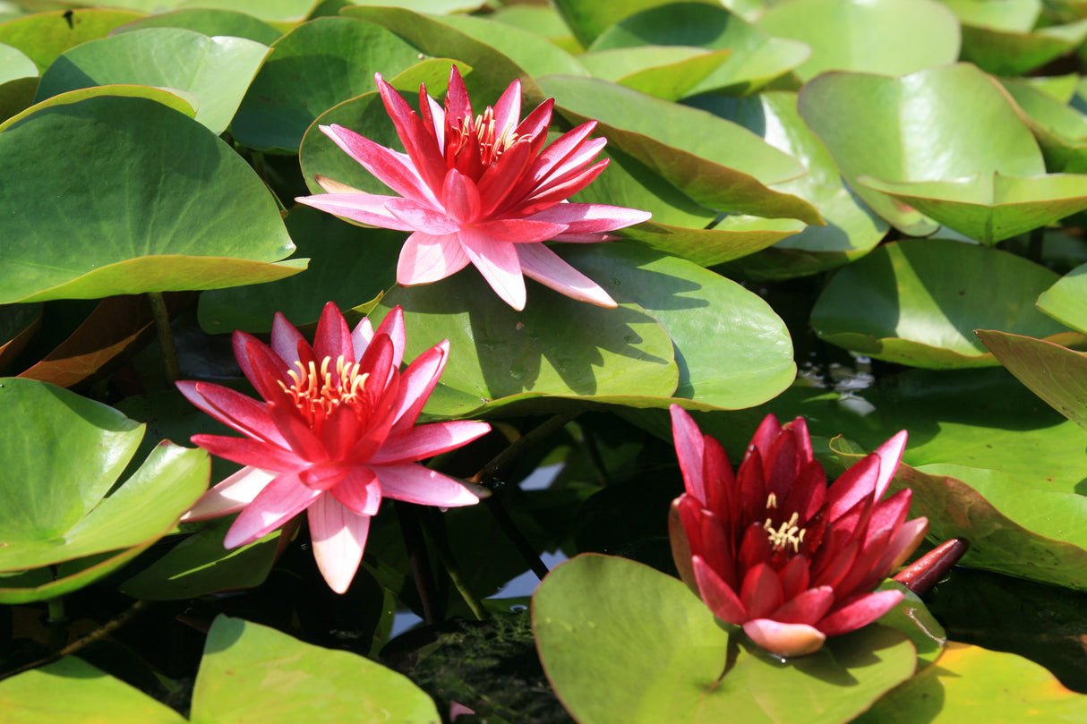 perry-s-red-star_0682