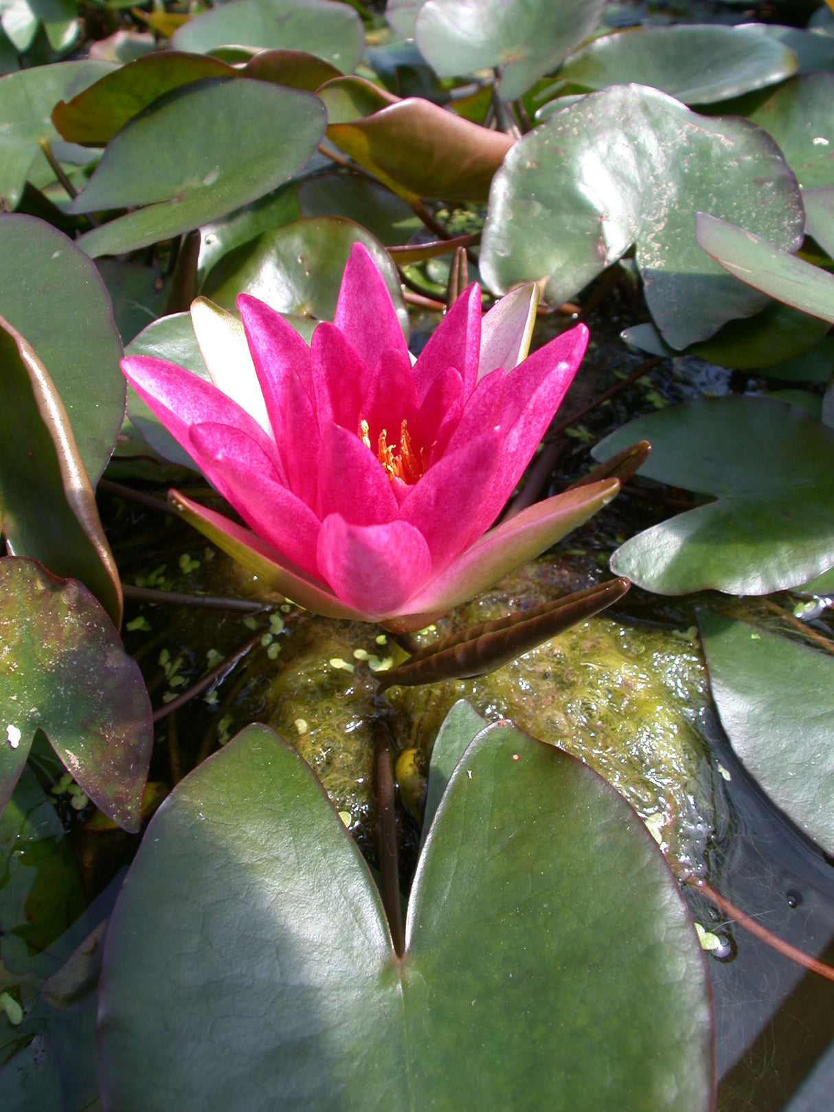 pygmaea-Rubra-0735aa43d460bcd6