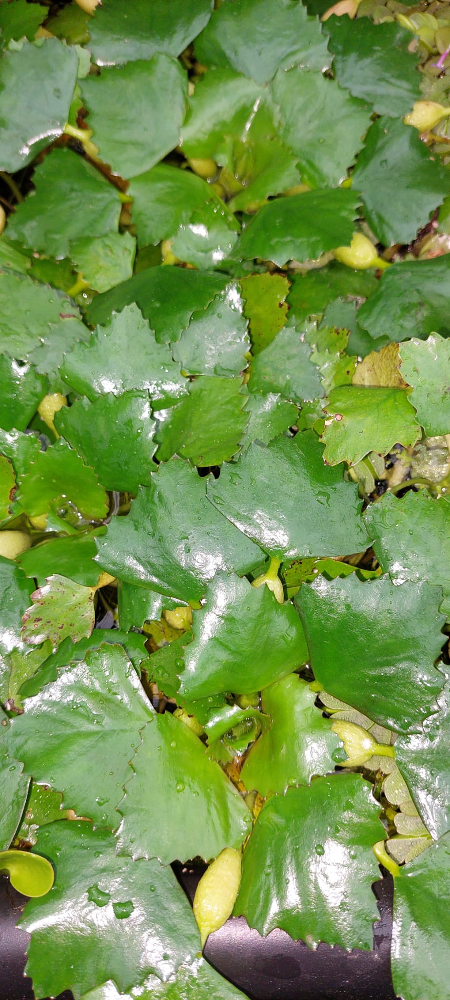 Trapa bicornis - asiatische Wassernuss