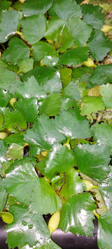 Trapa bicornis - asiatische Wassernuss