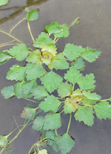 Trapa bicornis - asiatische Wassernuss