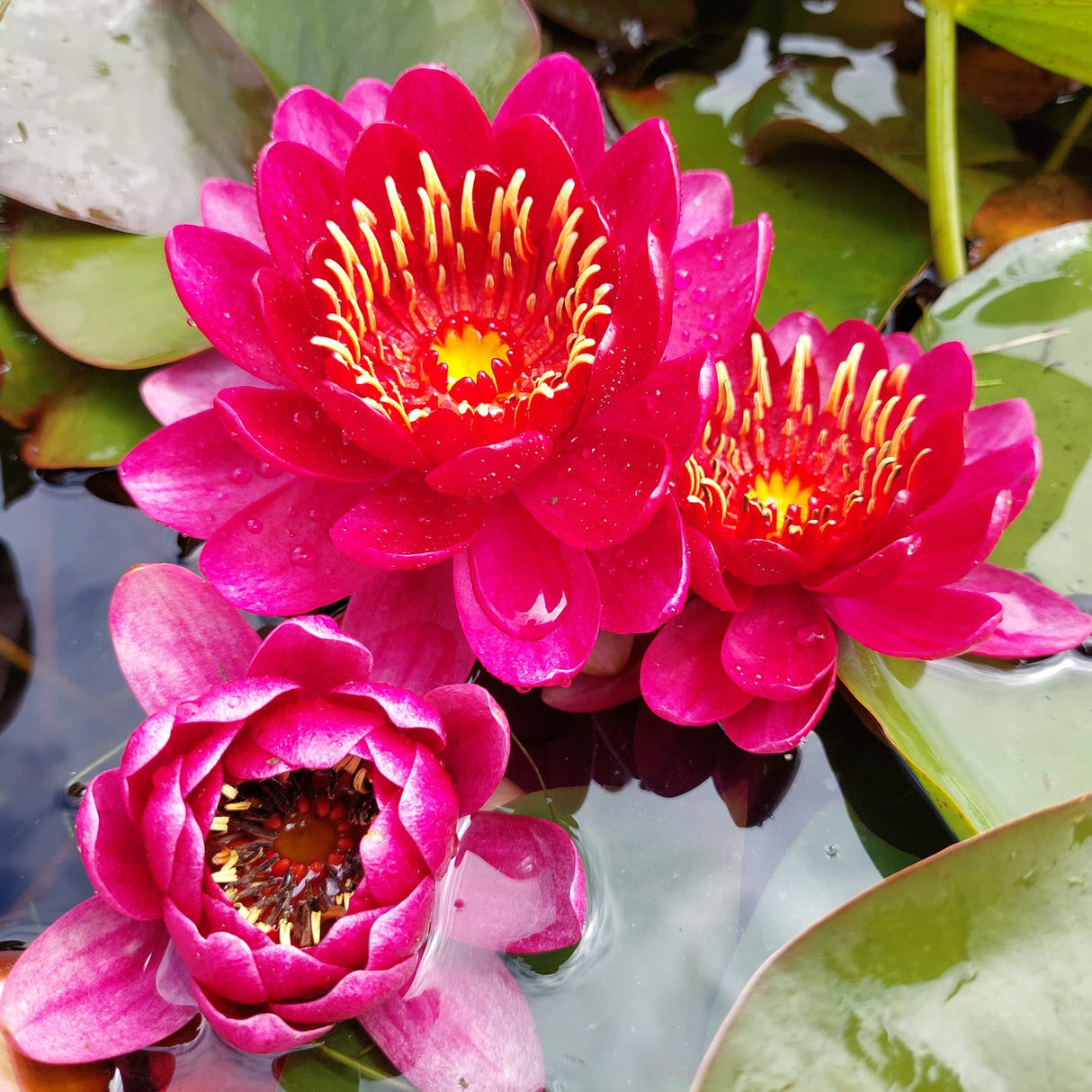 Nymphaea 'Perry's Baby Red' - winterharte Seerose