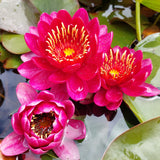 Nymphaea 'Perry's Baby Red' - winterharte Seerose