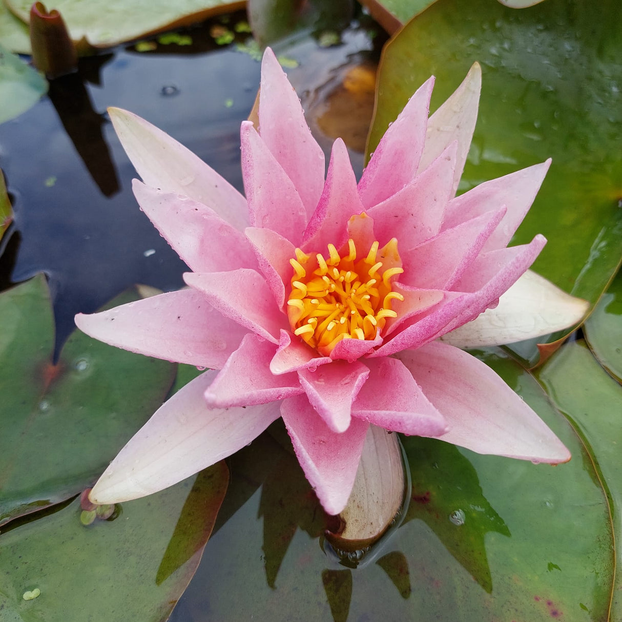 Nymphaea 'Amabilis' - winterharte Seerose
