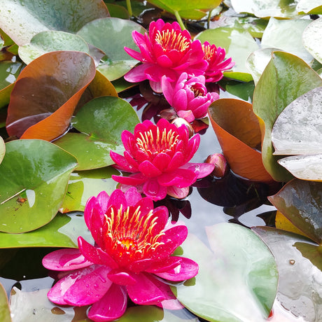 Nymphaea 'Perry's Baby Red' - winterharte Seerose