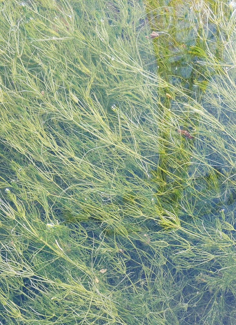 Chara fragilis - Armleuchteralge