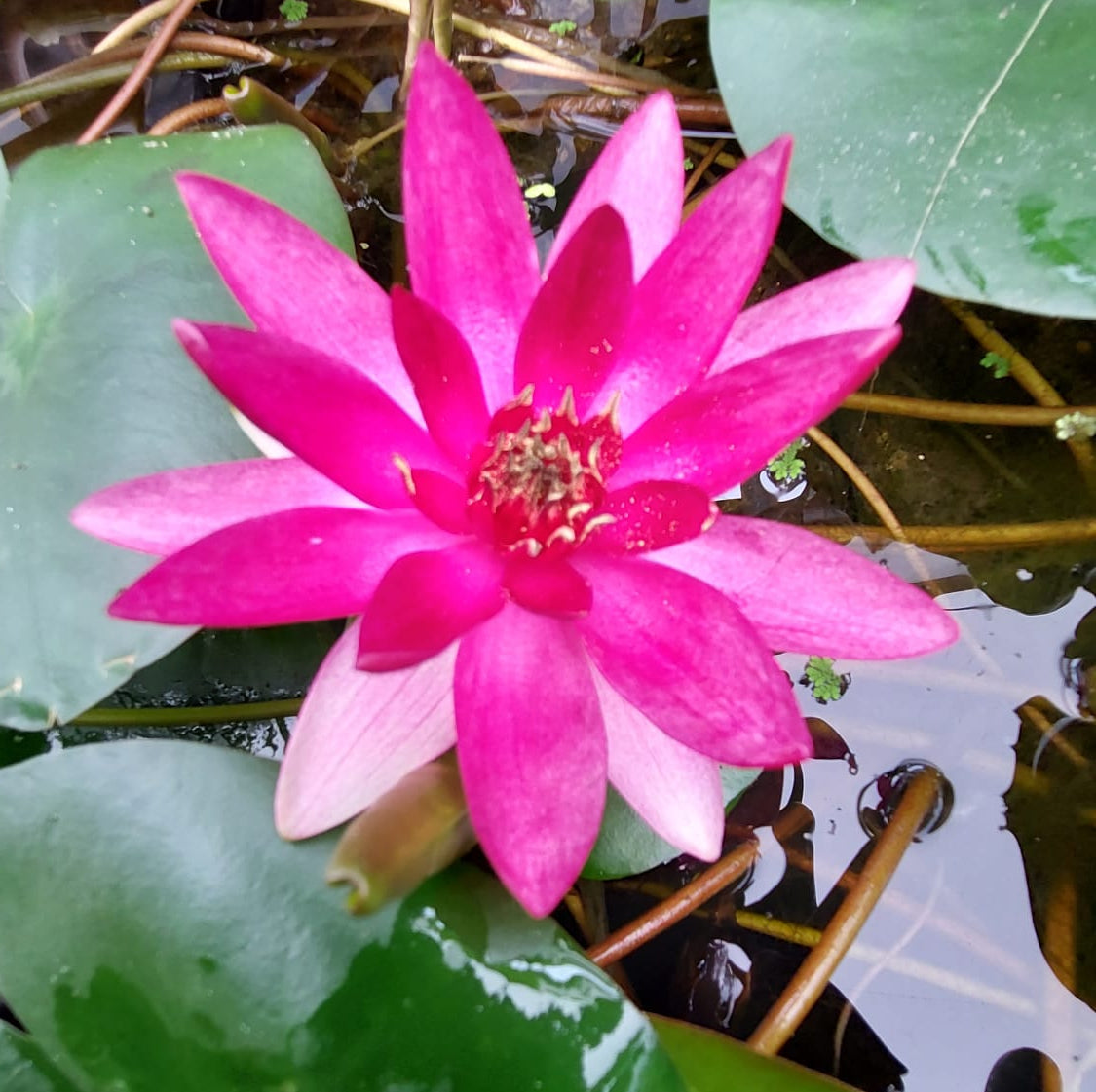 Nymphaea 'Xaifei' - winterharte Seerose
