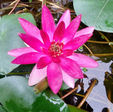 Nymphaea 'Xaifei' - winterharte Seerose