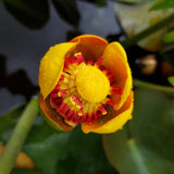 Nuphar advena - Teichrose, Teichmummel - winterhart